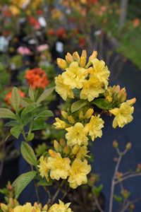 Double Blue Mountain Azalea